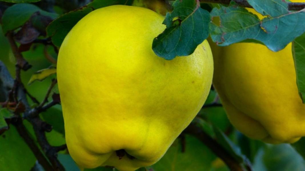 Meyvelerin isimleri nereden geliyor? İşte meyveler hakkında çok şaşıracağınız bilgiler 13